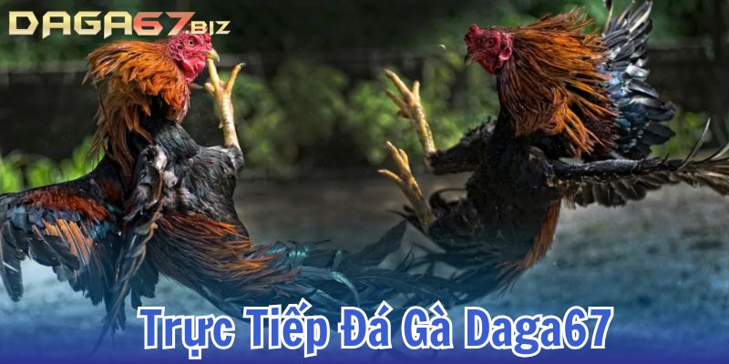 trực tiếp đá gà 67