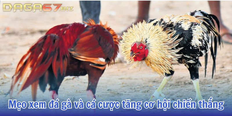trực tiếp đá gà 67